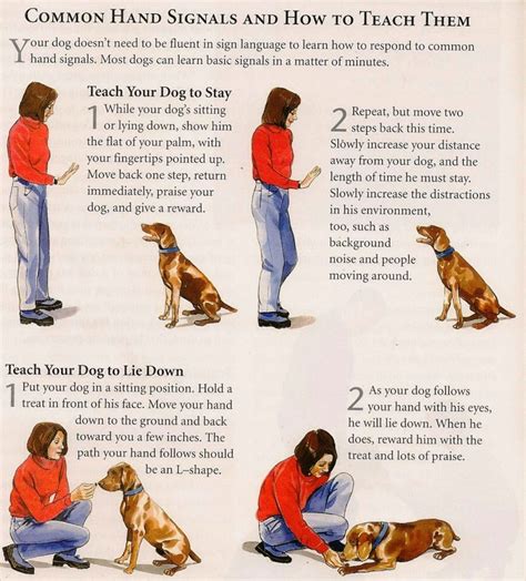 guide dog training pdf